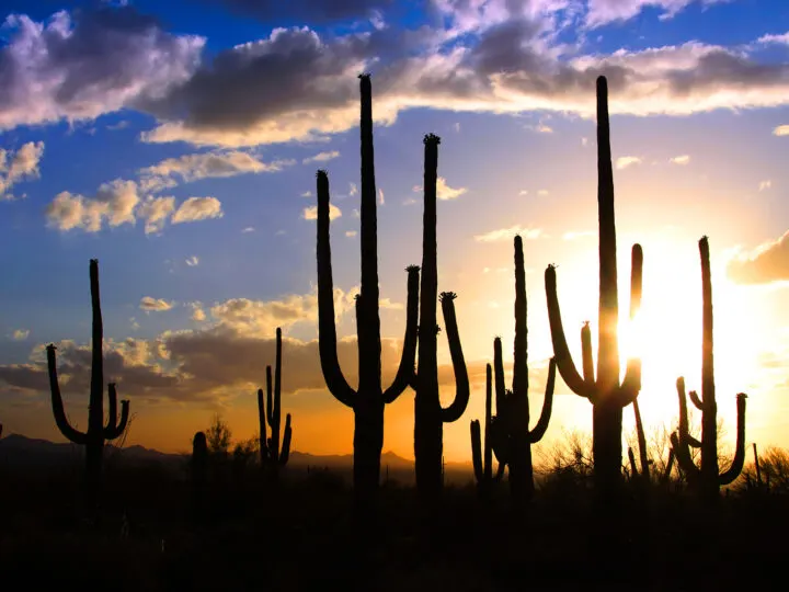 saguaro cacti with sunset in background best national parks to visit in october