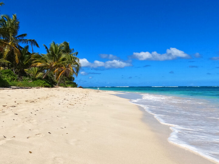 warm places to visit in December in USA view of white sand beach waves and palm trees