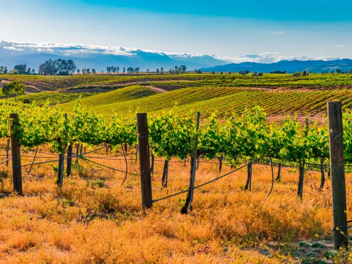 best winter sun destinations Temecula winery with hills in background