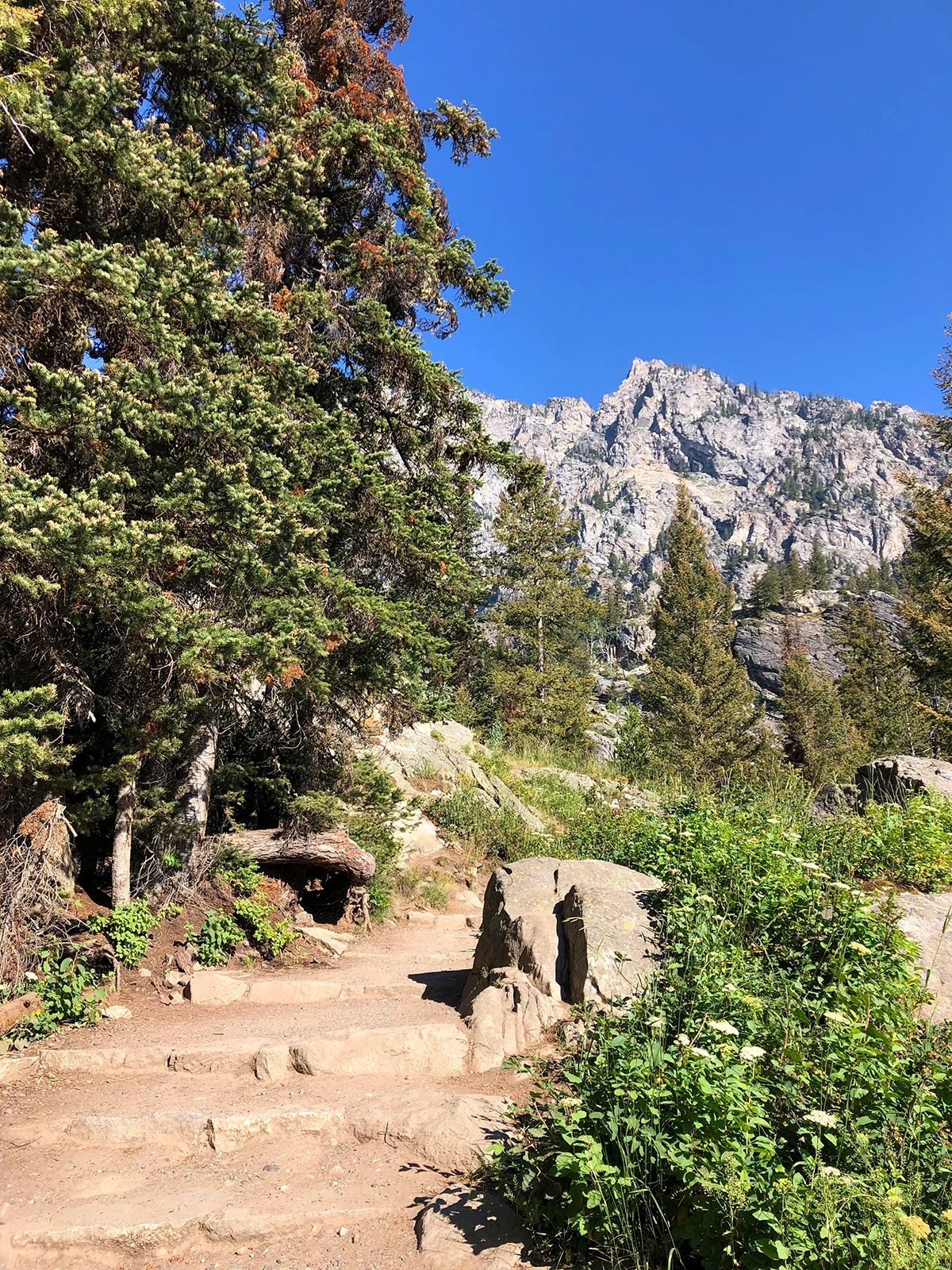 dirt path with steps in mountain scene with trees