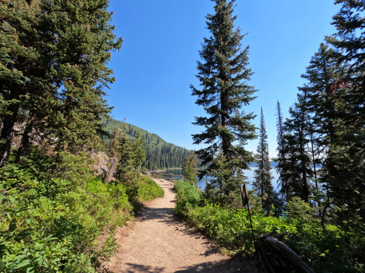 view of the Jenny lake boat shuttle trail through mountain forest