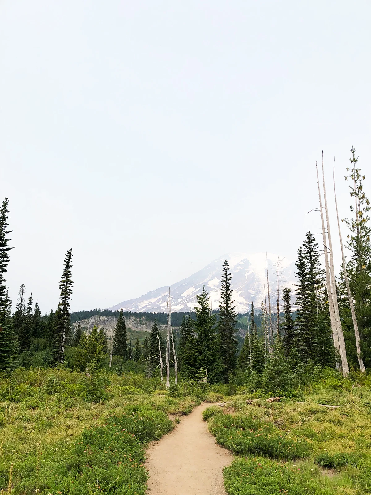 hiking trail through wooded area with mountain in distance