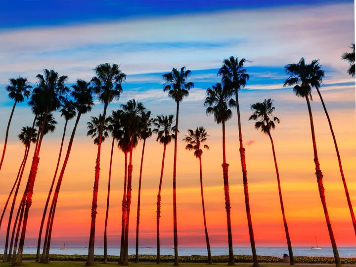 tall palm trees along beach with orange and pink sunset
