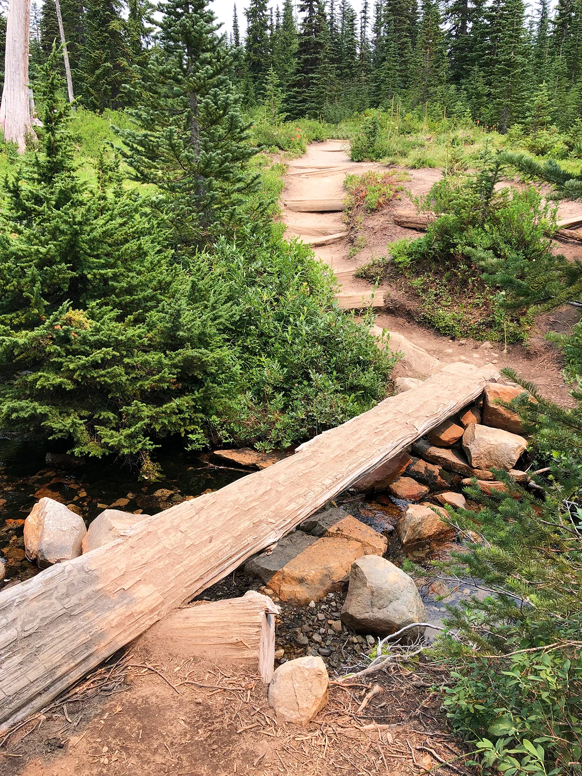 hiking trail through woods walking over log