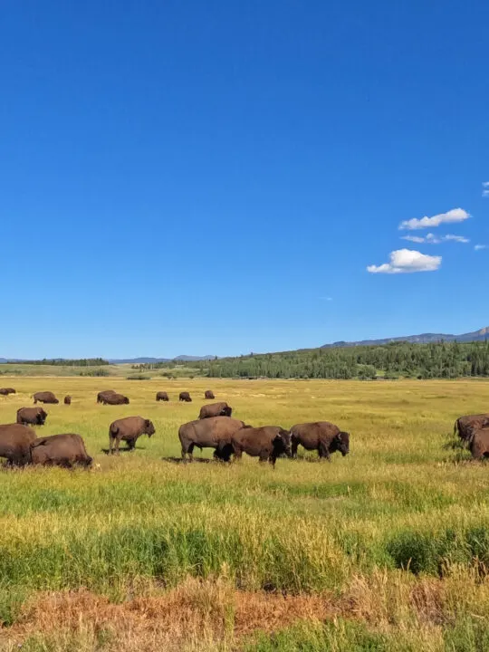 must see in grand teton national park herd of buffalo in field