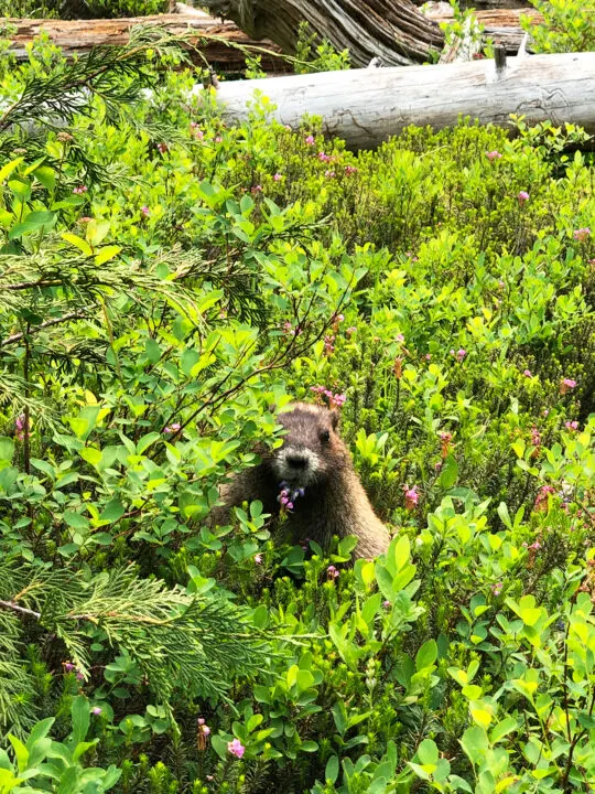 marmot hiding in wildflowers with greenery all around