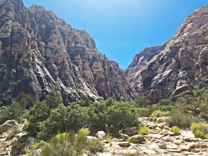 nevada red rock canyon view of large canyon walls with hiking trail and green shrubs