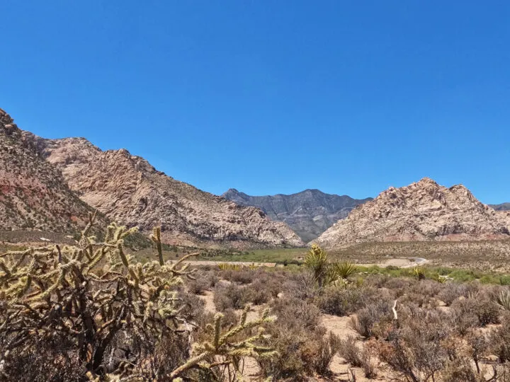 red rock canyon scenic drive view of cactus with road and large mountains in distance