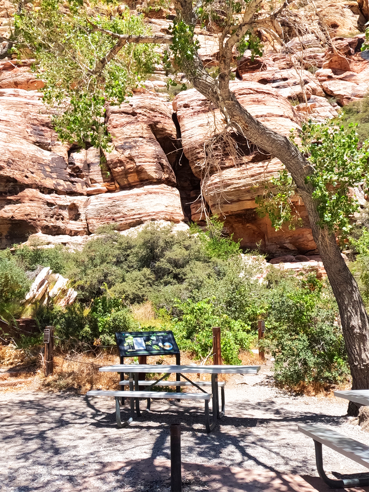 picnic table under tree with desert surrounding it