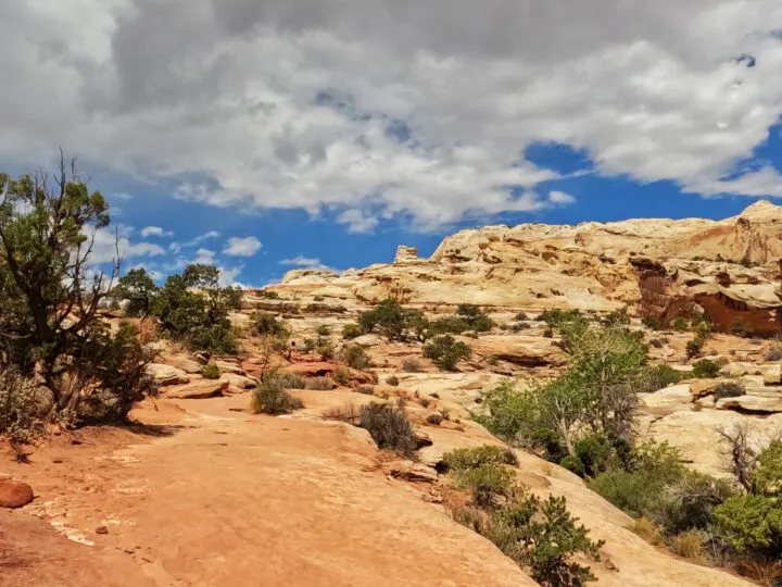 Hickman bridge trail capitol reef view of slick rock desert bushes on cloudy day