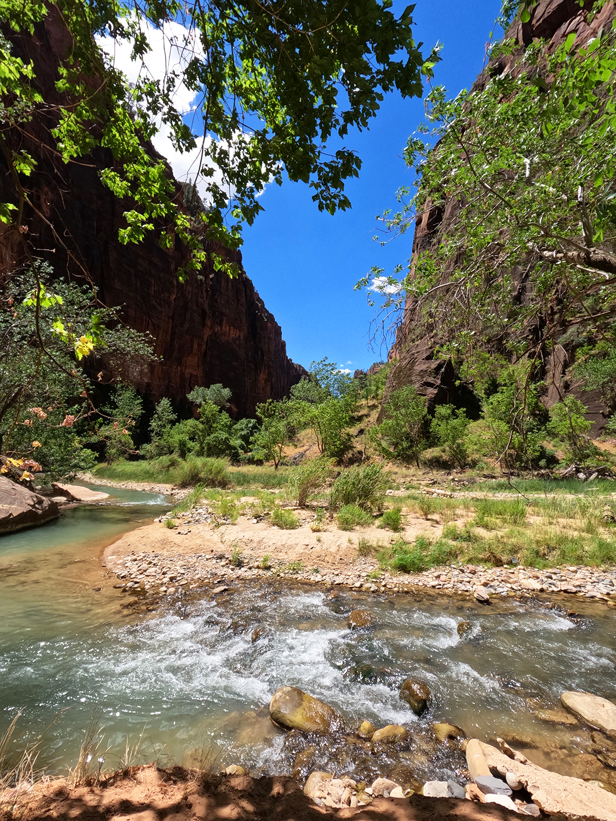 Zion national park family vacation view of river through canyon with trees