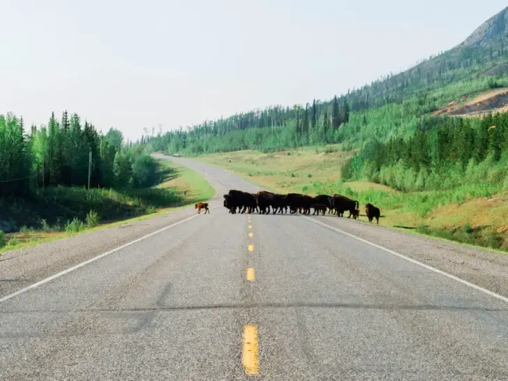 view of buffalo crossing road on Alaska Highway road trip USA west coast