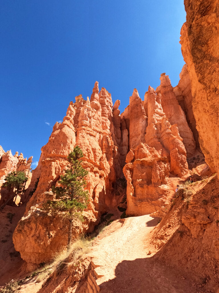 Queens Garden Trail Bryce Canyon National Park hiking path through orange rocky hoodoos with singular tree