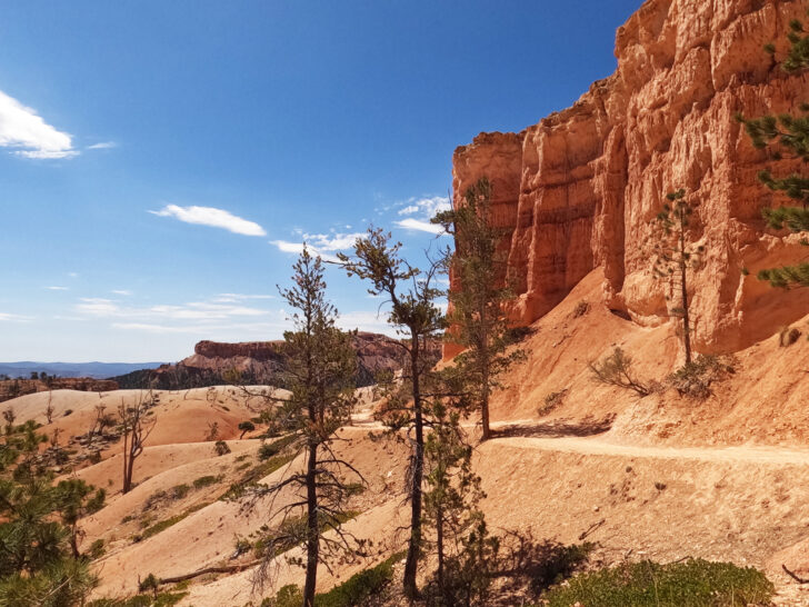 hiking trial through canyon wall with orange cliff trees and sandy base