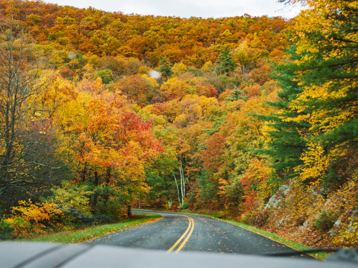 greatest road trips in America view of road with fall foliage orange yellow green trees