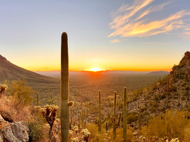 saguaro cacti at sunset in distance on hillside best national parks to visit in may