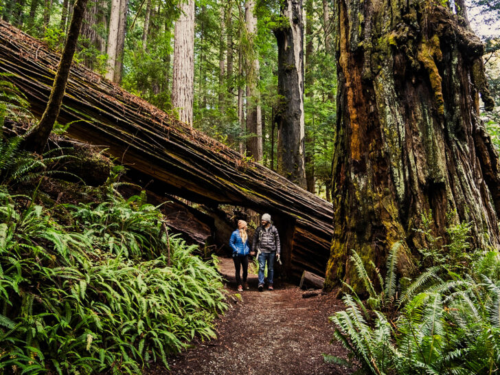 best national parks to visit in may couple standing under redwoods with lush greenery and giant trees surrounding