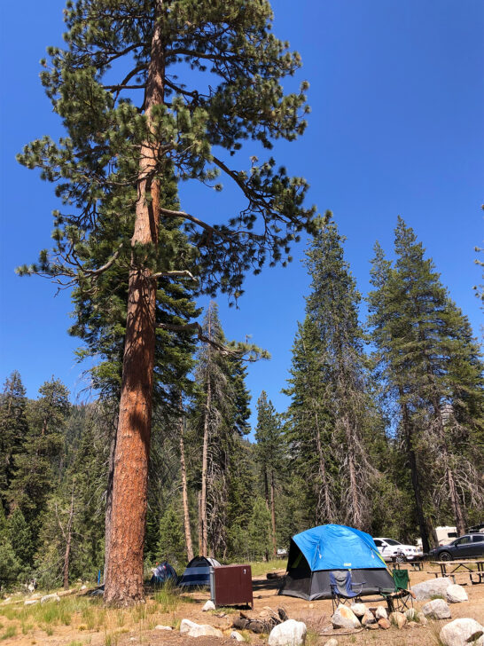 tall tree next to tent in forest with picnic tables