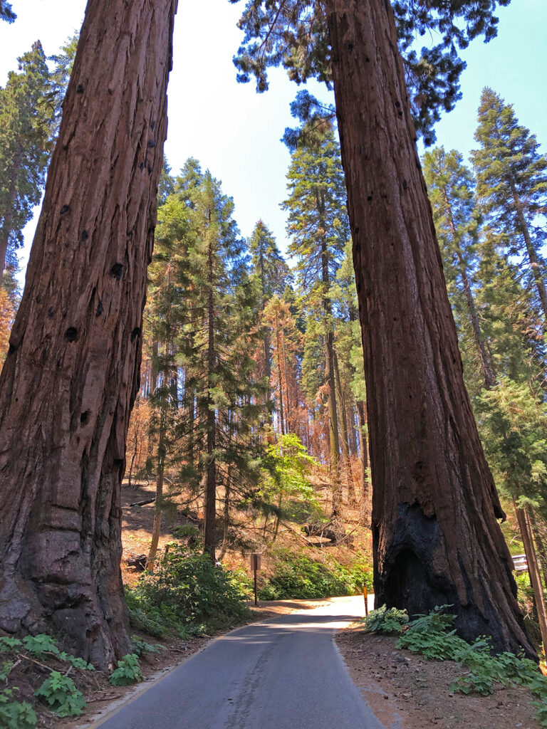 things to do in sequoia national park road between tall trees