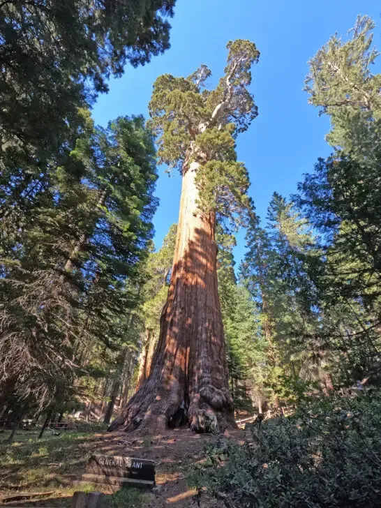 best things to do in Kings Canyon National Park view of General Grant Tree super tall sequoia with other trees surrounding it
