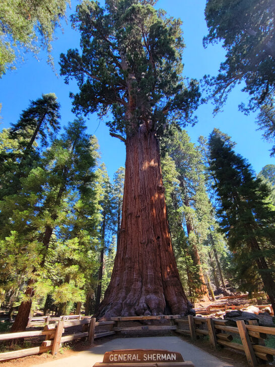 things to do in sequoia national park view of huge tree with sign that reads general sherman