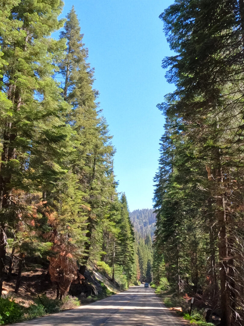 Amazing Sequoia National Park Visit: One Day Itinerary (What You Can't ...