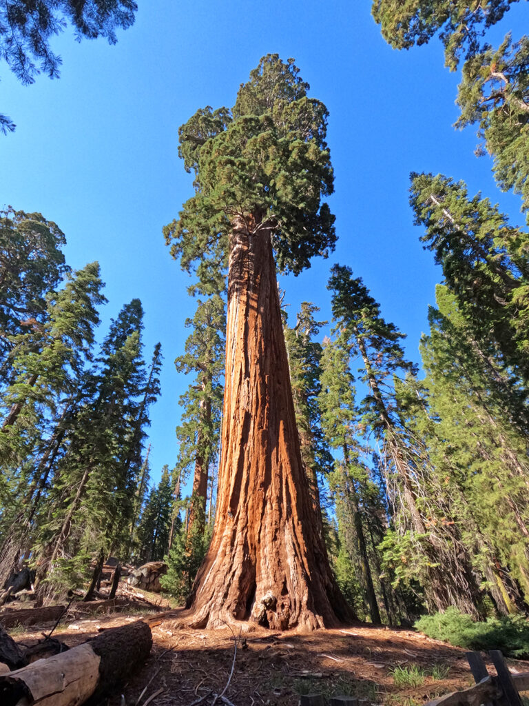 Sequoia vs Kings Canyon National Park view of oversized tree orange bark tree leaves in forest
