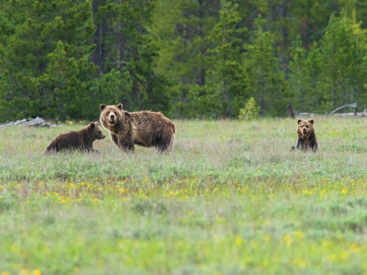 best national parks to visit in may view of grizzly bear in field with two cubs