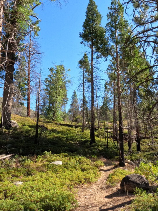 best hikes in kings canyon view of trail through woods green shrubs at forest floor