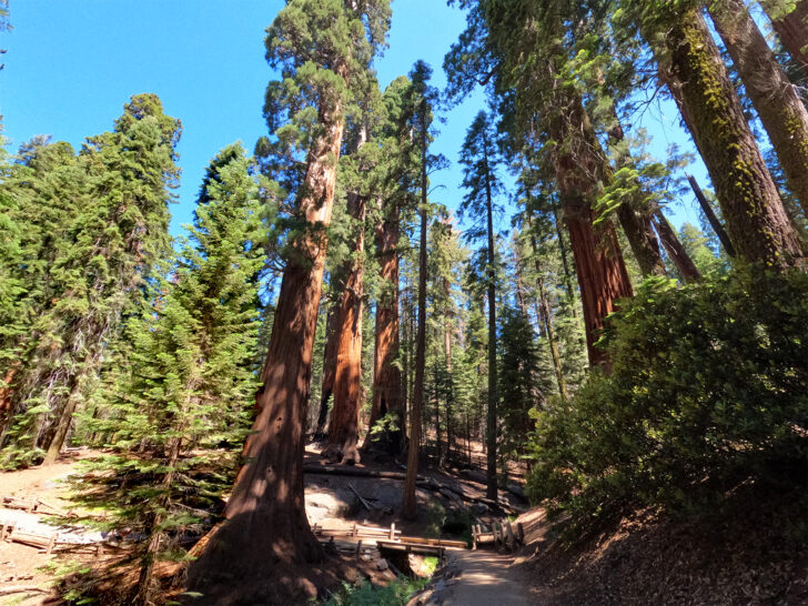 sequoia national park visit view of path through giant sequoia trees on sunny day