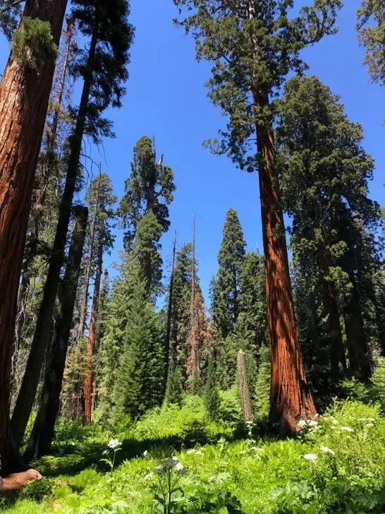 sequoia grove and lush forest floor
