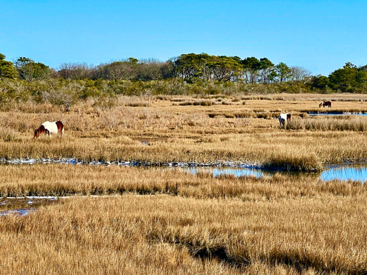 best us national parks view of ponies in field with trees and grasses at assateague island