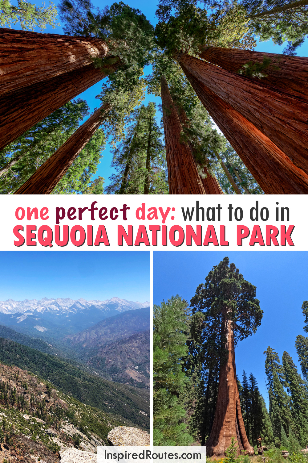 one perfect day what to do in sequoia national park view of trees looking up mountains and giant tree