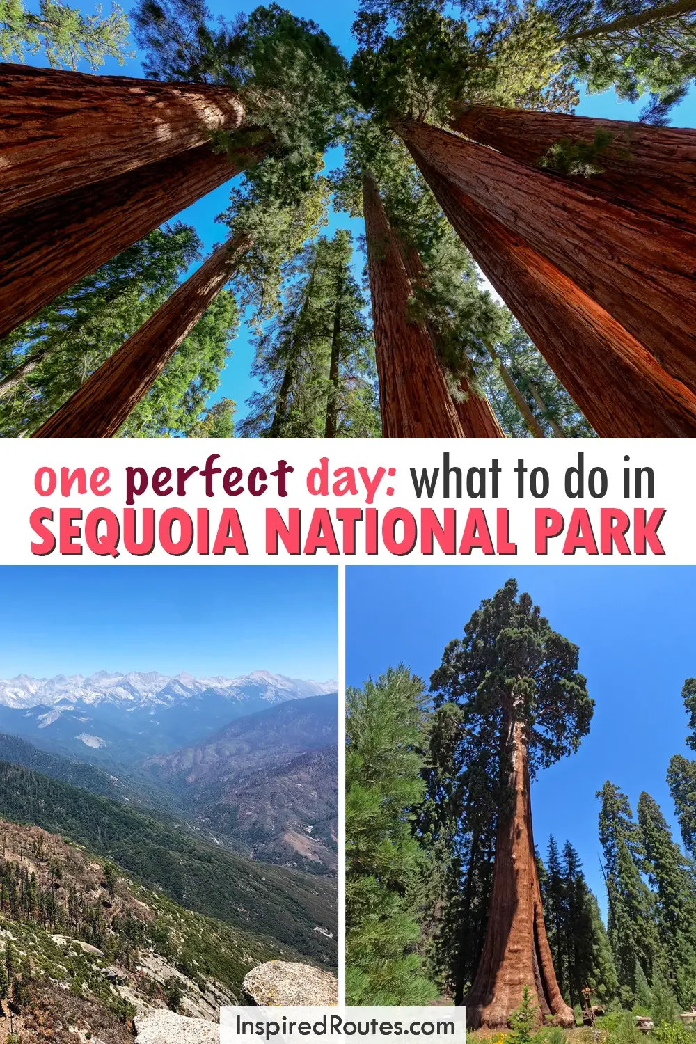 one perfect day what to do in sequoia national park view of trees looking up mountains and giant tree