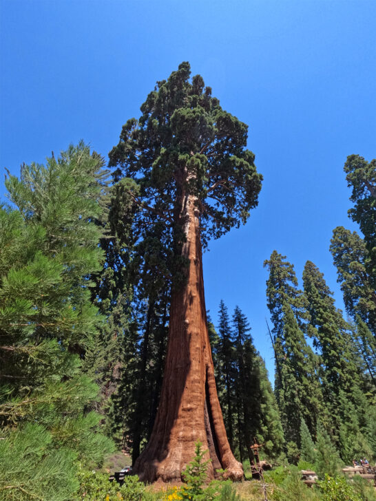 tall tree with orange bark green top and blue sky