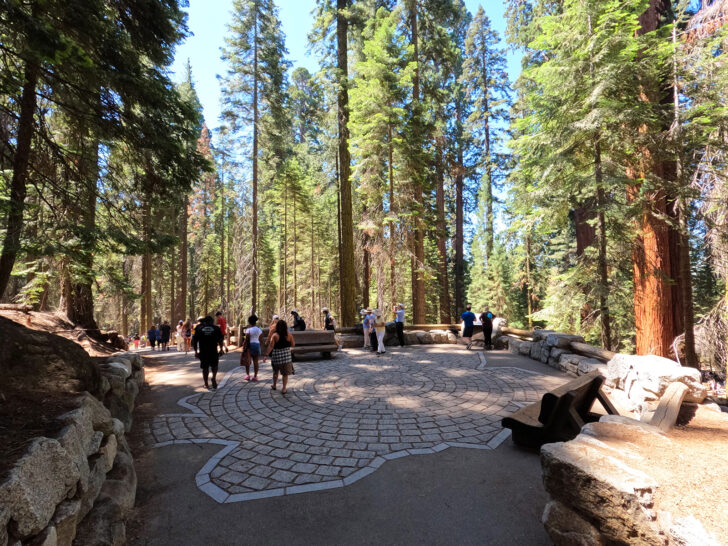 pavement and benches surrounded by sequoia trees with people walking