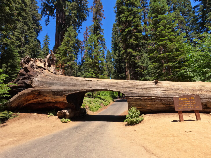 sequoia tree on its side with hole cut for cars and sign reading tunnel log with trees in background