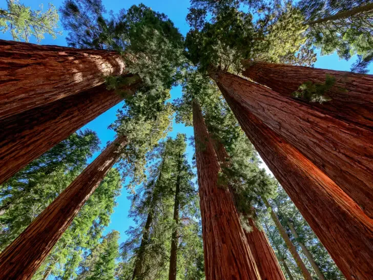 sequoia national park visit view of giant sequoia trees looking up to sky with orange bark green tops and blue sky