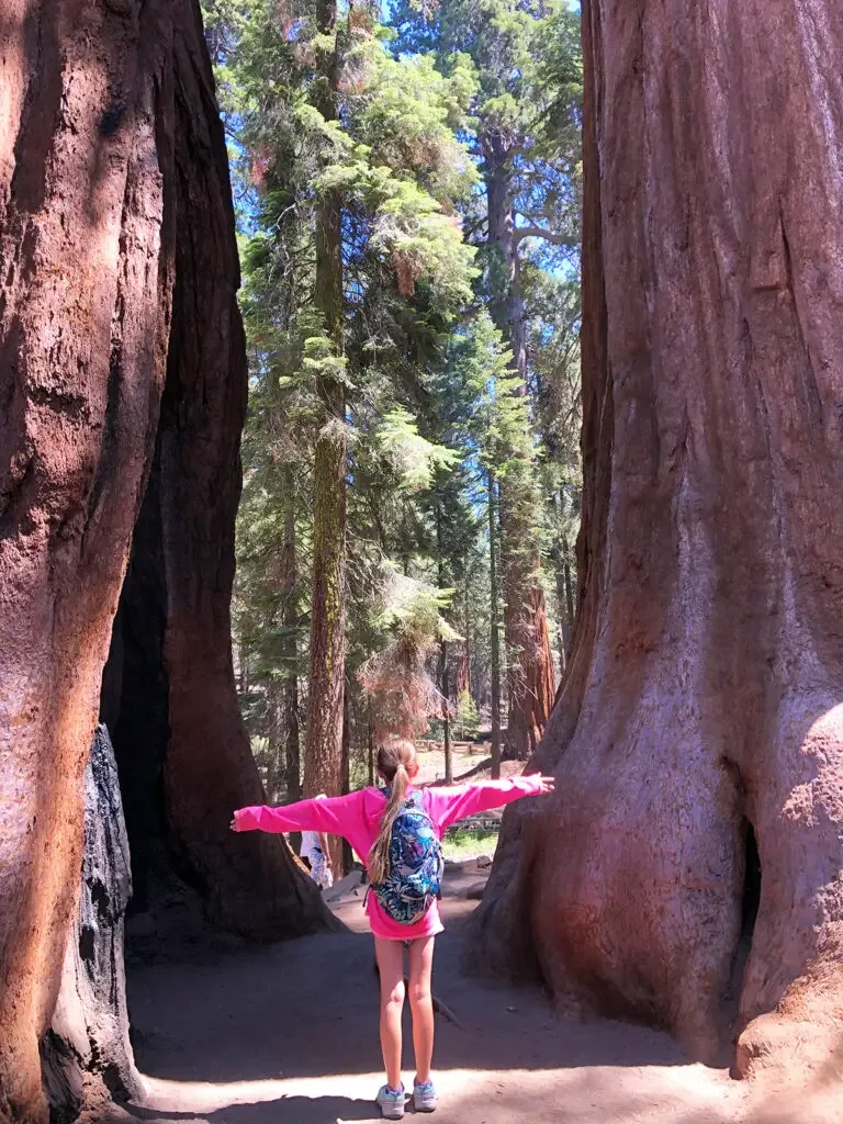 kid standing between giant sequoia trees with pink jacket and backpack