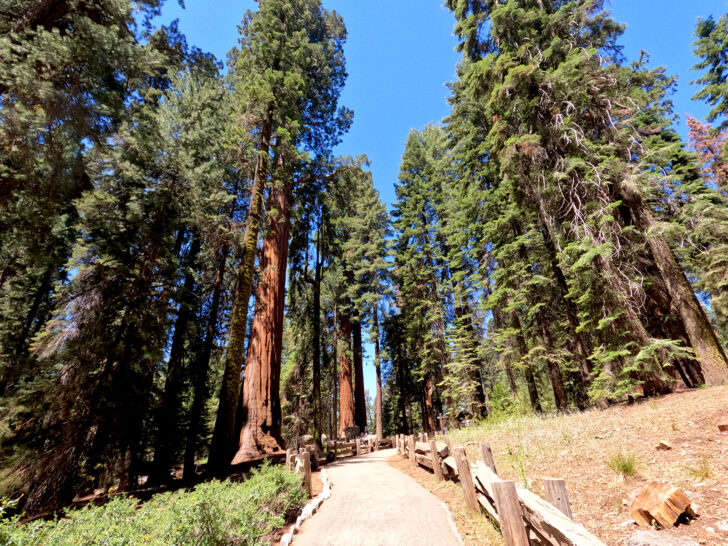 best hikes in sequoia national park view of walking path to sequoia and evergreen trees with fence