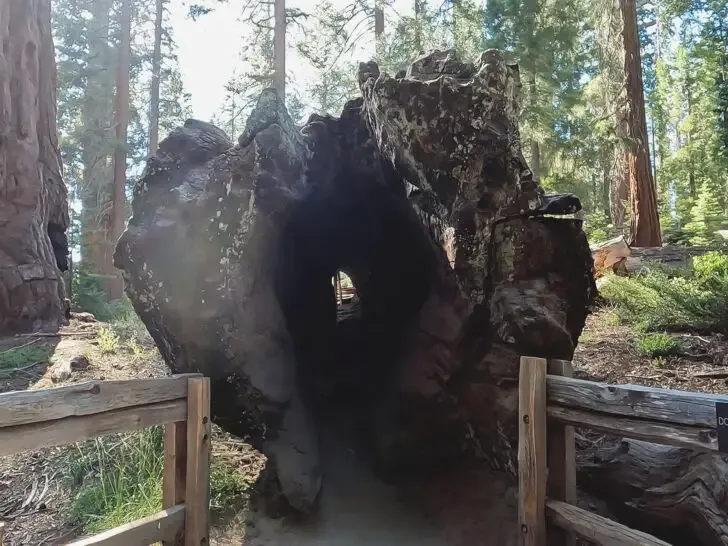 walk through sequoia tree on its side