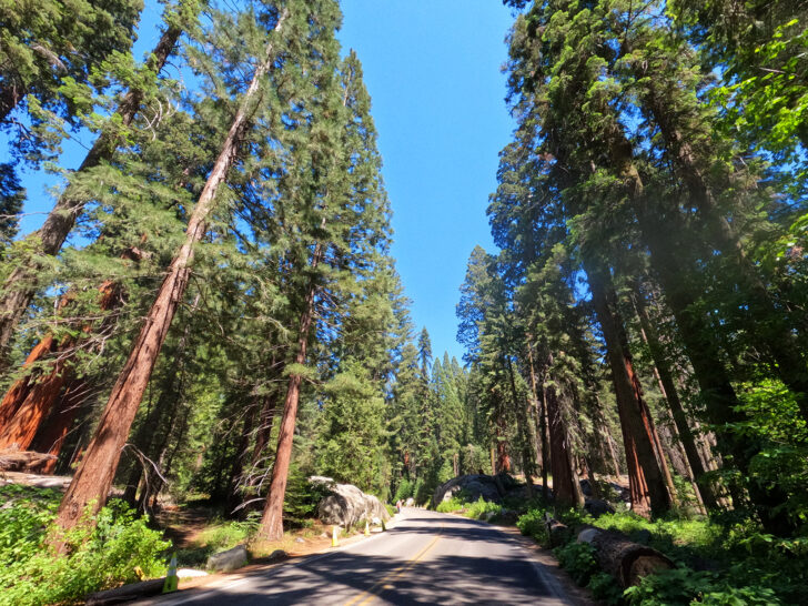 generals highway california road trip view of tall sequoia trees with road