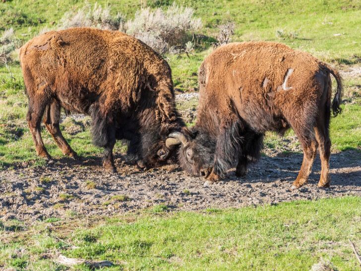 two bison fighting on field at Yellowstone Wyoming