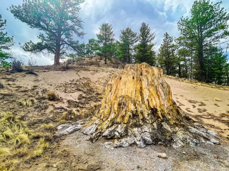 old tree in forest on sunny day