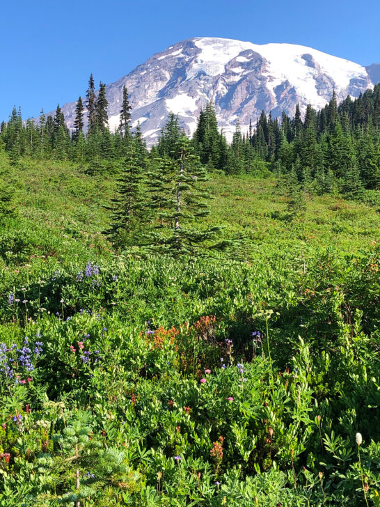 Mt Rainier hikes view of the mountain from Alta vista trail green meadow snow capped mountain