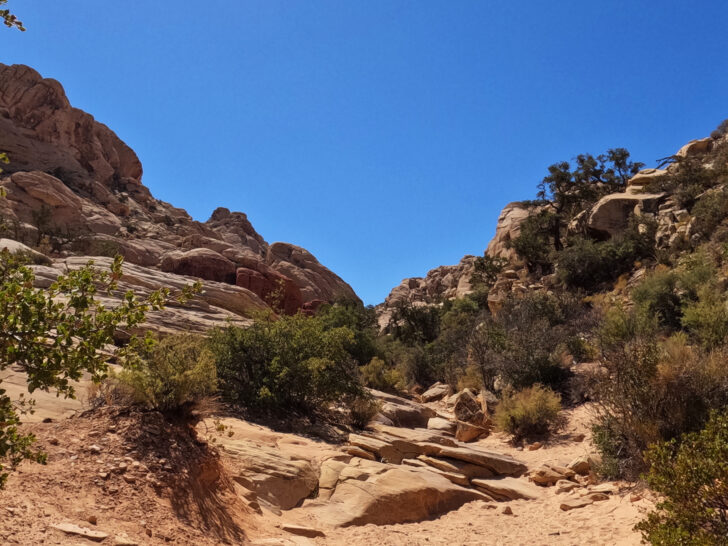 Calico Tanks Trail view of sandstone rocks shrubs and desert scene