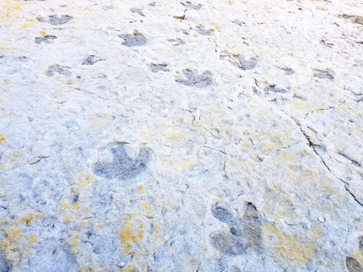 places to see in Colorado view of dinosaur tracks in white and yellow ground