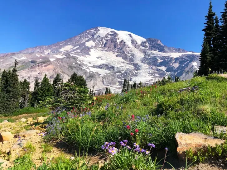 paradise hikes mt rainier view of flower meadow with mountain in distance