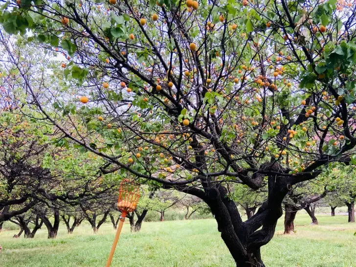 orange fruit tree in field perfect national park vacations for families capitol reef in utah