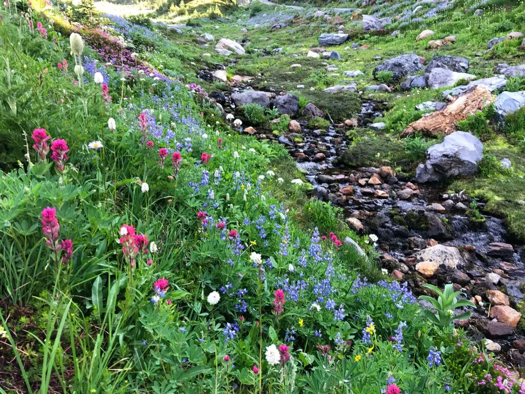 pink and purple wildflowers in washington during summer